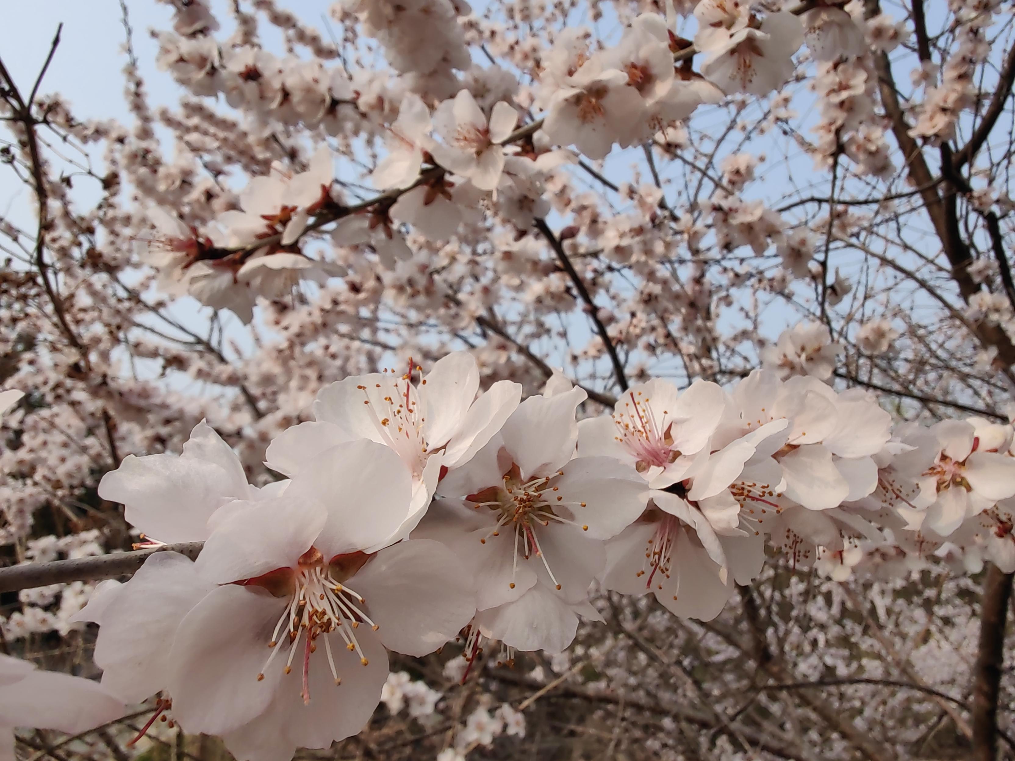 八大處公園杏花開，多種春花迎來最佳觀賞期