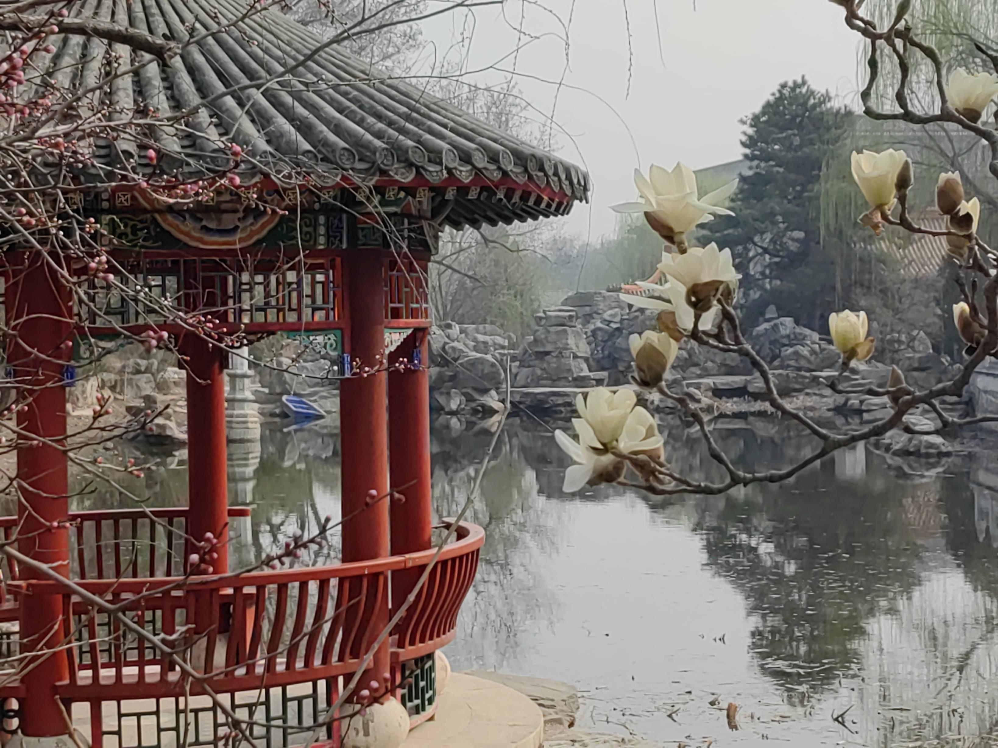 八大處公園杏花開，多種春花迎來最佳觀賞期