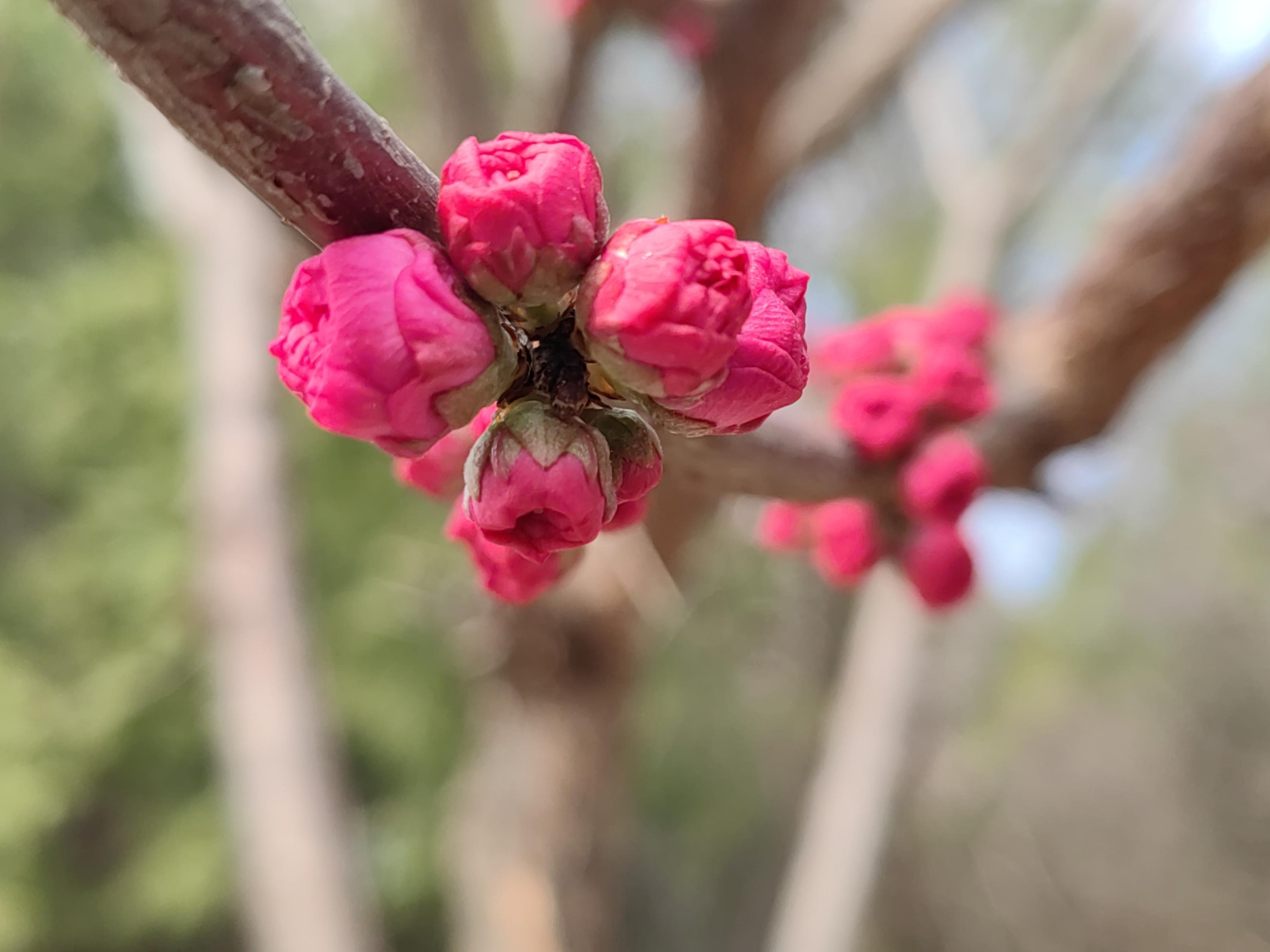 八大處公園杏花開，多種春花迎來最佳觀賞期