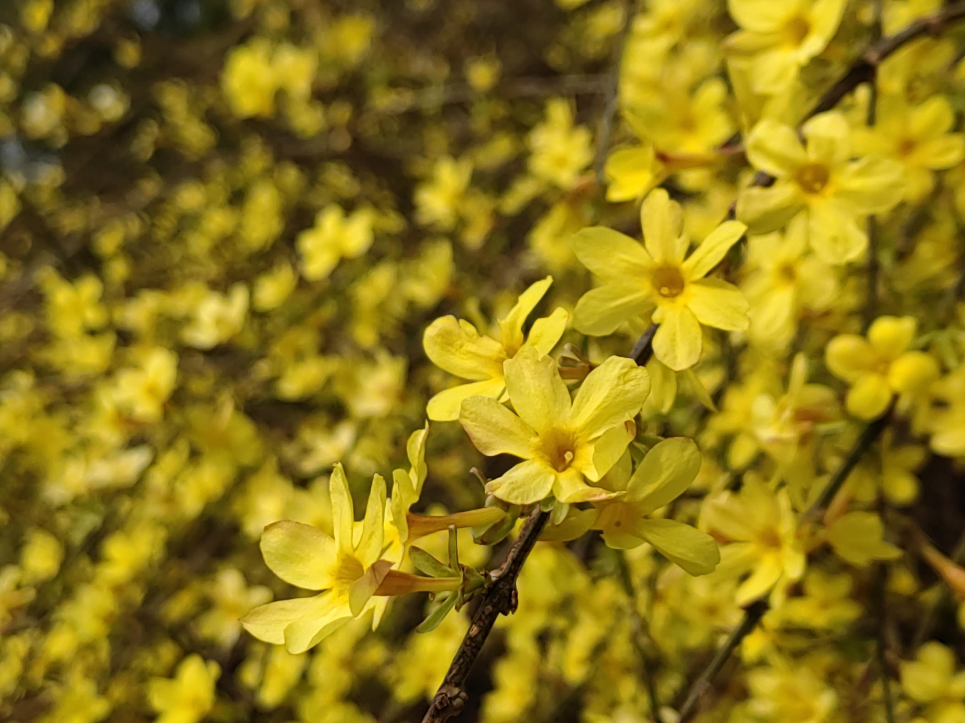 八大處公園杏花開，多種春花迎來最佳觀賞期