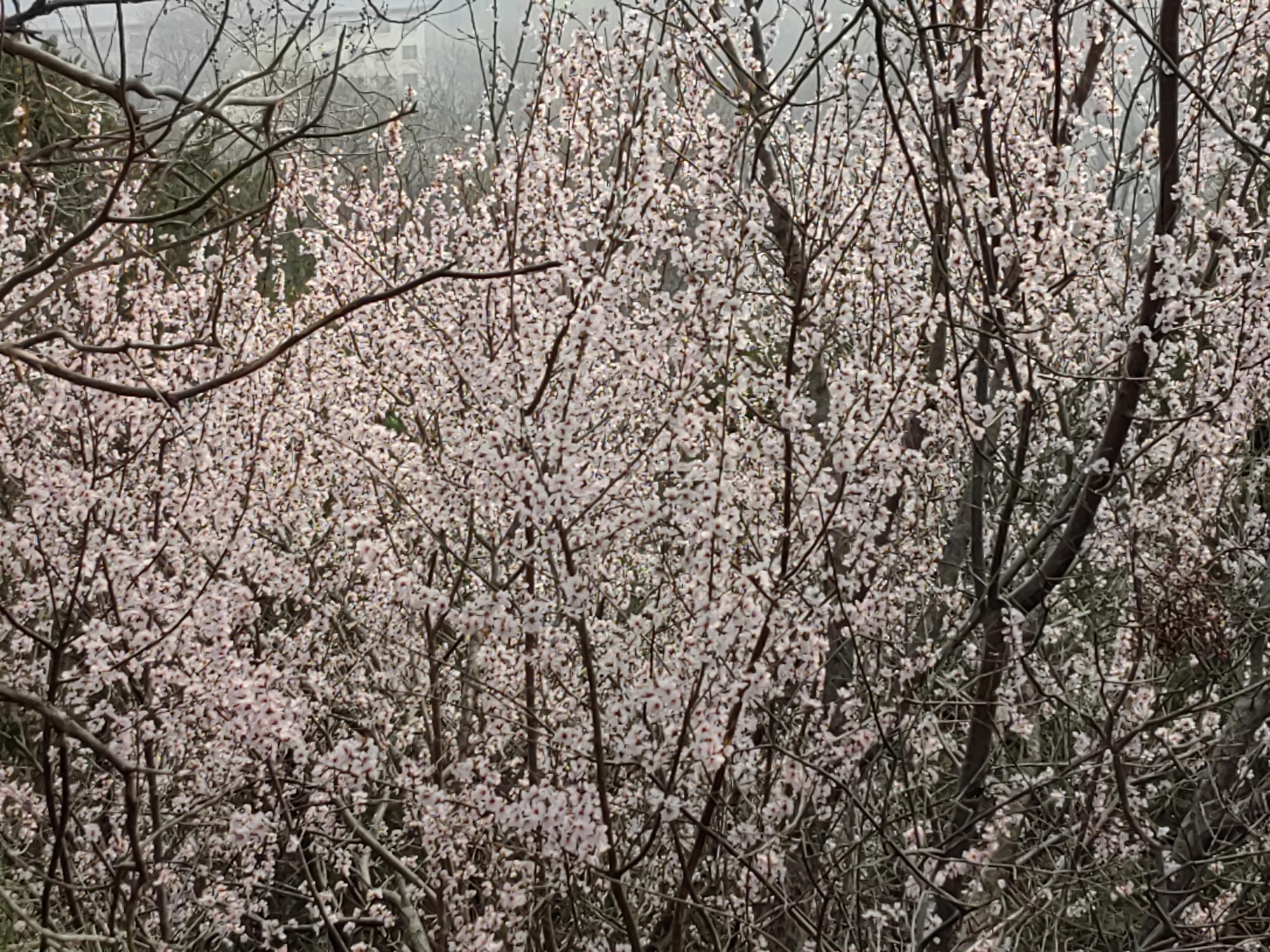 八大處公園杏花開，多種春花迎來最佳觀賞期