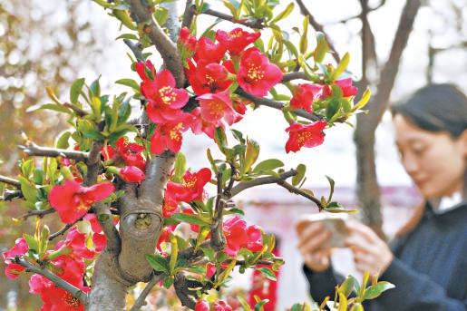 綻放的海棠花吸引游客欣賞、拍攝。