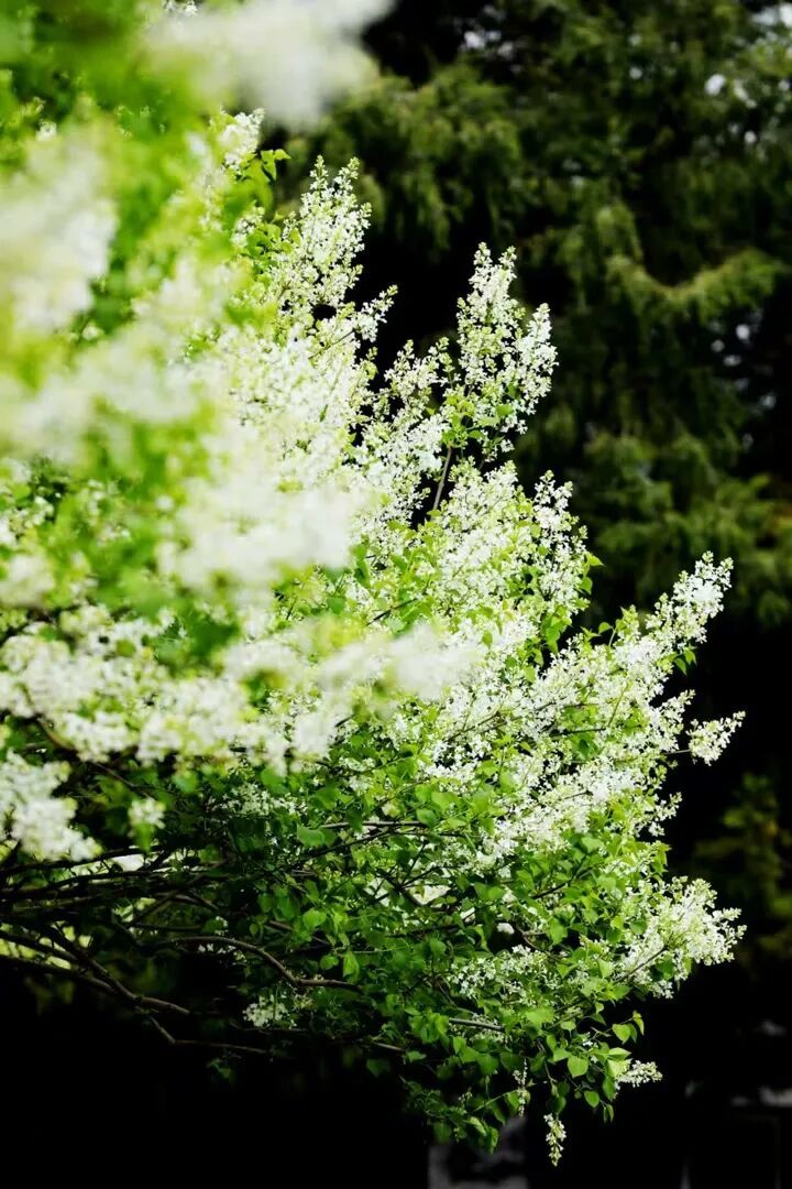 北京推出15條“最美園路”！點(diǎn)擊收藏——