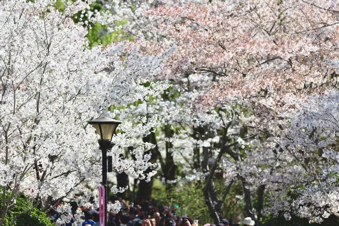 北京推出15條“最美園路”！點(diǎn)擊收藏——