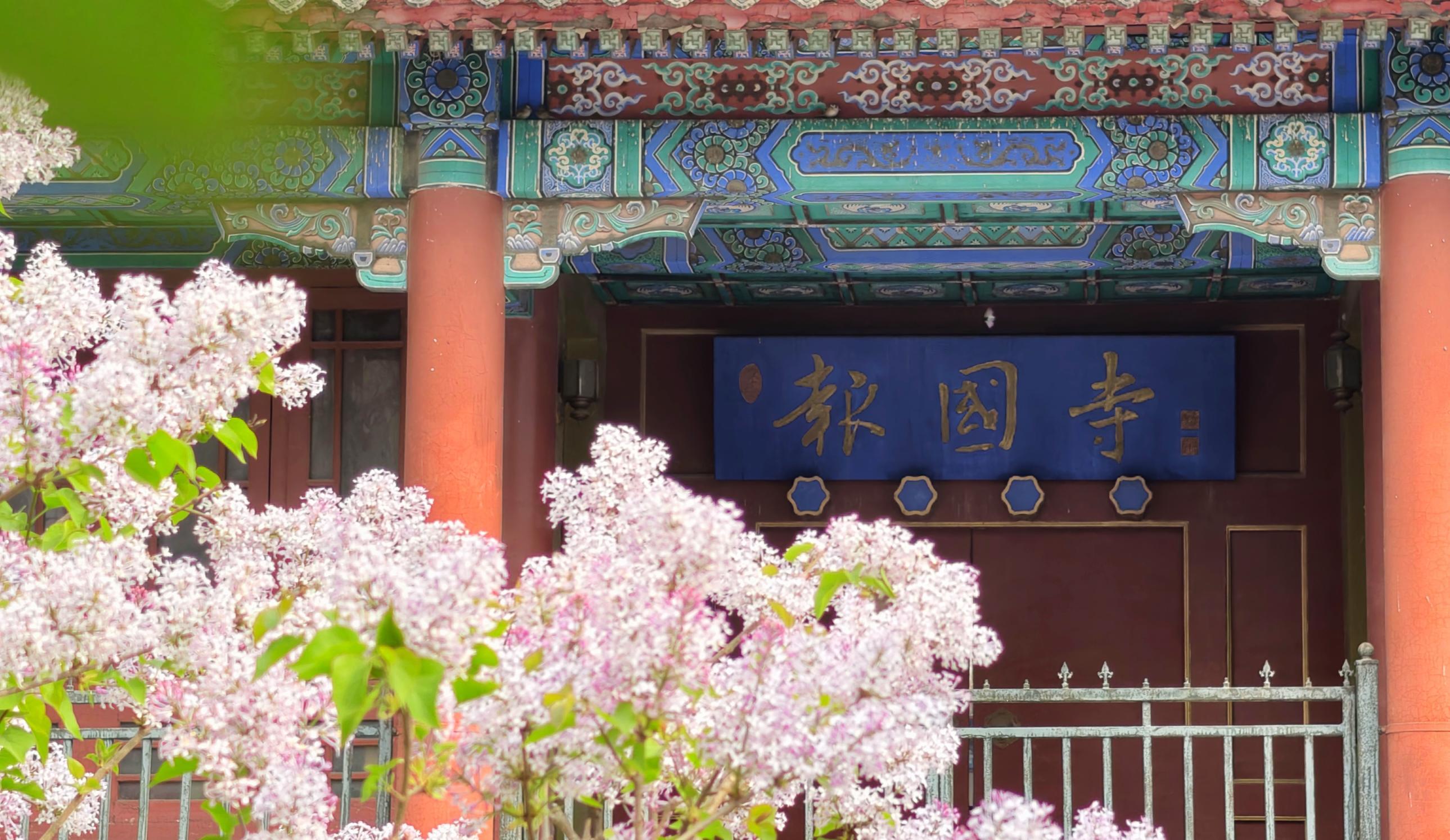 護(hù)國寺古剎已繁花成云！千年時光在花影里緩緩流淌