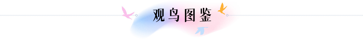 北京觀鳥(niǎo)指南-SEO