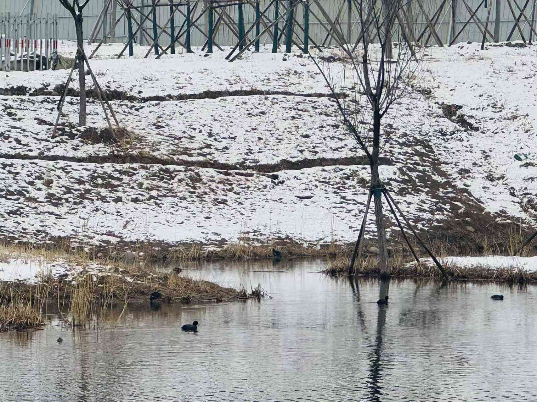 全齡樂活 觀鳥尋趣！昌平這兩個公園成為打卡新地標(biāo)