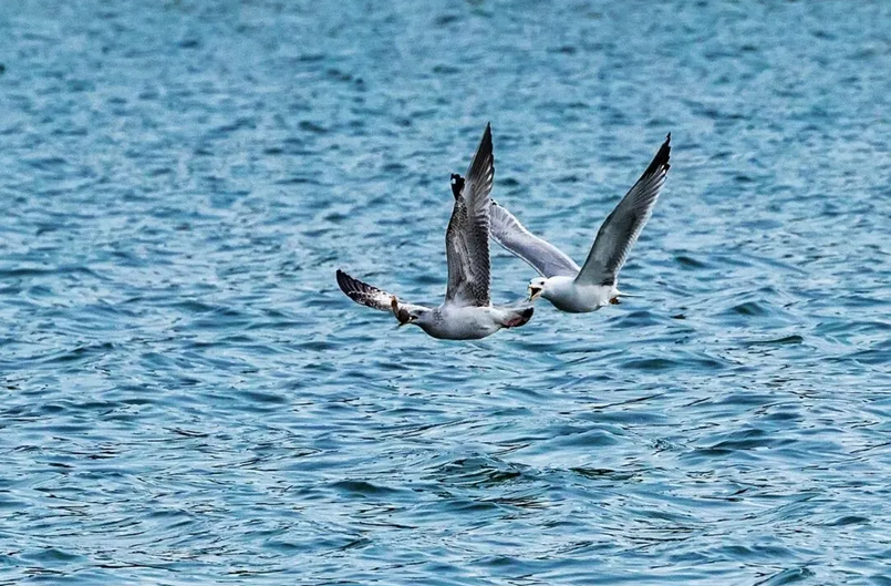 春日觀鳥系列｜赴一場永定河畔的“銀鷗”春日芭蕾