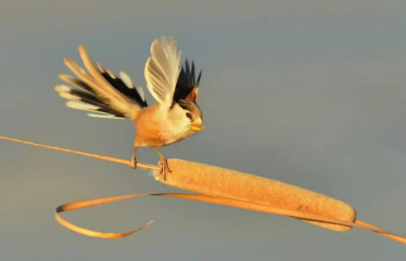 春日觀鳥系列｜赴一場永定河畔的“銀鷗”春日芭蕾