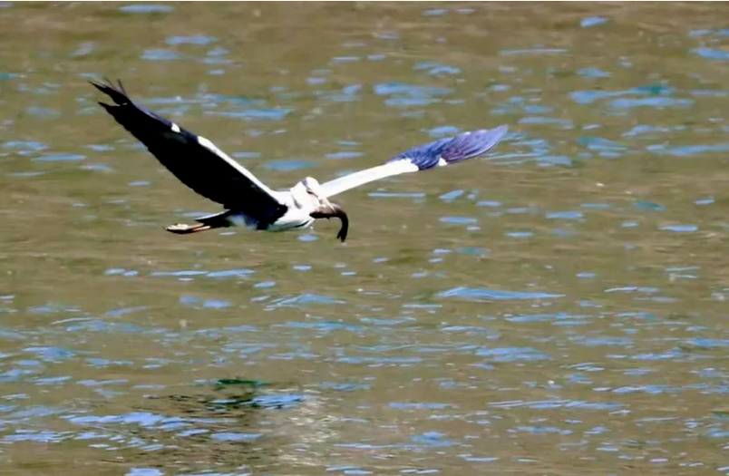 春日觀鳥系列｜赴一場永定河畔的“銀鷗”春日芭蕾