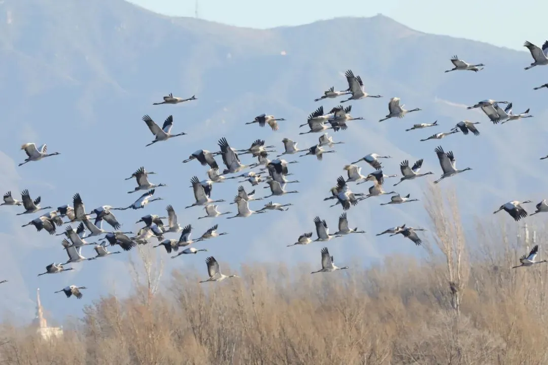 三月鶴聚野鴨湖｜灰鶴成群北遷停歇 上演延慶春日候鳥回歸生態(tài)大片