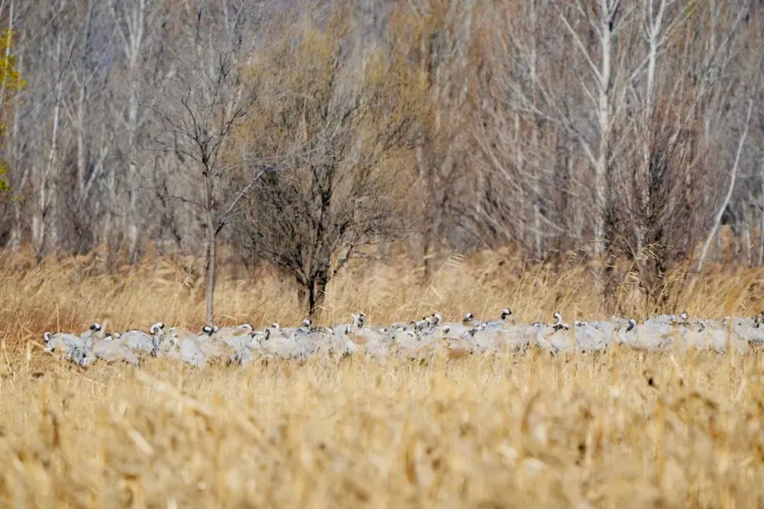 三月鶴聚野鴨湖｜灰鶴成群北遷停歇 上演延慶春日候鳥回歸生態(tài)大片
