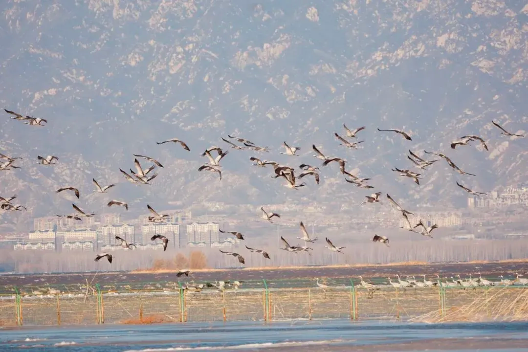 三月鶴聚野鴨湖｜灰鶴成群北遷停歇 上演延慶春日候鳥回歸生態(tài)大片