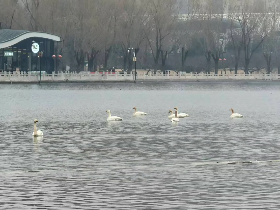 7只野生白天鵝驚現(xiàn)蓮花池公園！北京城區(qū)濕地迎來 “生態(tài)貴客”！