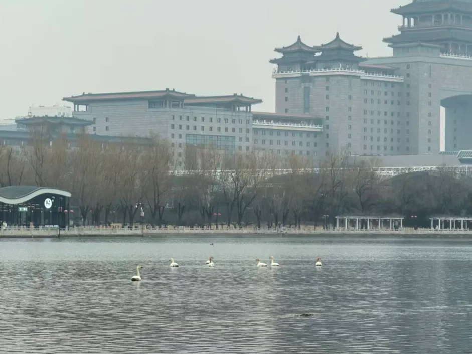7只野生白天鵝驚現(xiàn)蓮花池公園！北京城區(qū)濕地迎來 “生態(tài)貴客”！