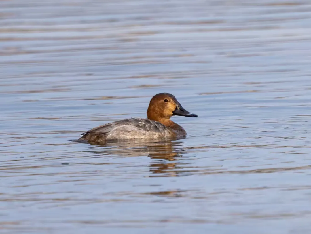 7只野生白天鵝驚現(xiàn)蓮花池公園！北京城區(qū)濕地迎來 “生態(tài)貴客”！