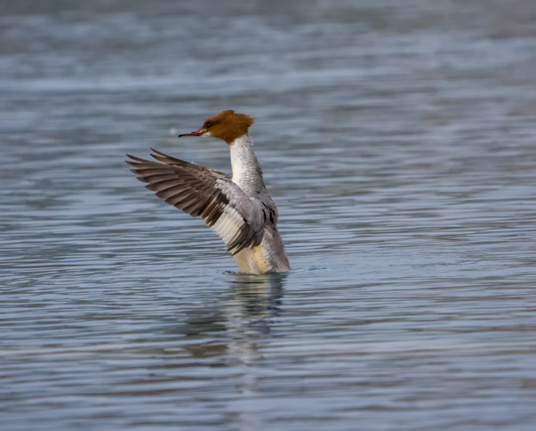 7只野生白天鵝驚現(xiàn)蓮花池公園！北京城區(qū)濕地迎來 “生態(tài)貴客”！