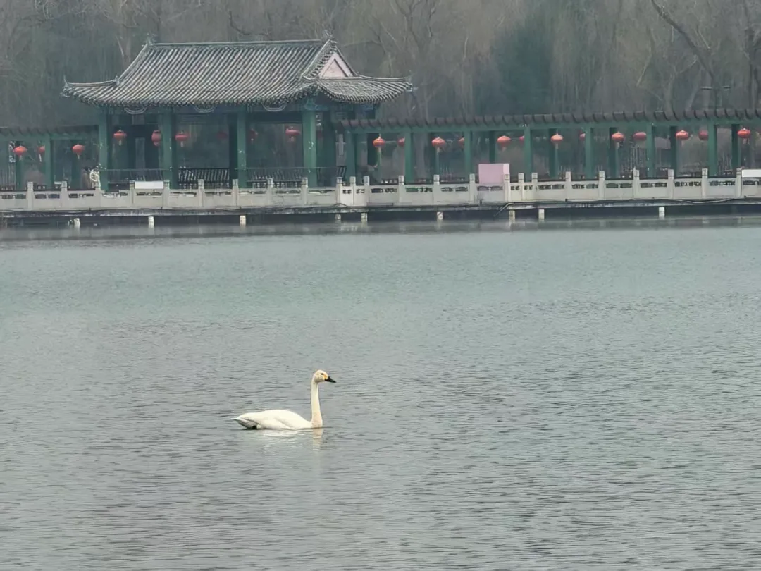 7只野生白天鵝驚現(xiàn)蓮花池公園！北京城區(qū)濕地迎來 “生態(tài)貴客”！