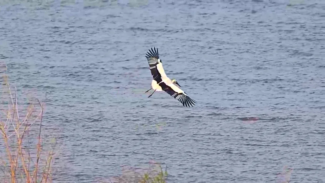生態(tài)房山又添貴客！50余只“鳥(niǎo)中大熊貓”東方白鸛驚艷亮相永定河