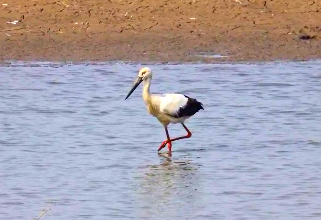 生態(tài)房山又添貴客！50余只“鳥(niǎo)中大熊貓”東方白鸛驚艷亮相永定河