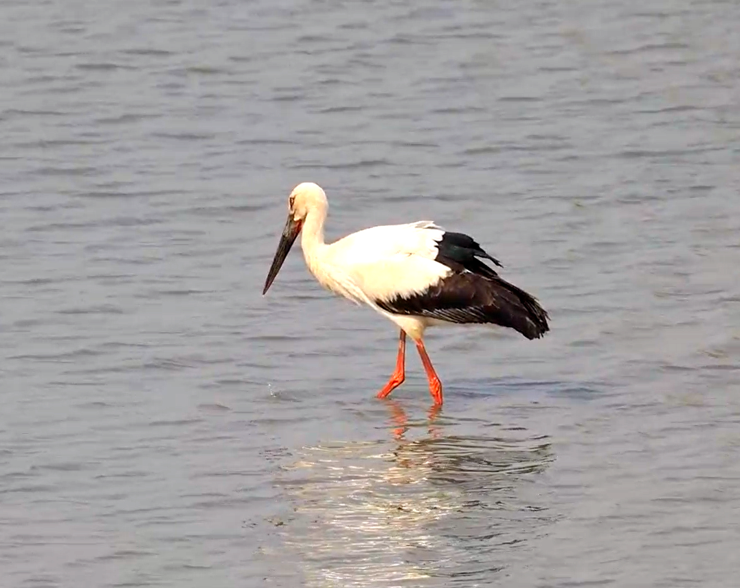 生態(tài)房山又添貴客！50余只“鳥(niǎo)中大熊貓”東方白鸛驚艷亮相永定河