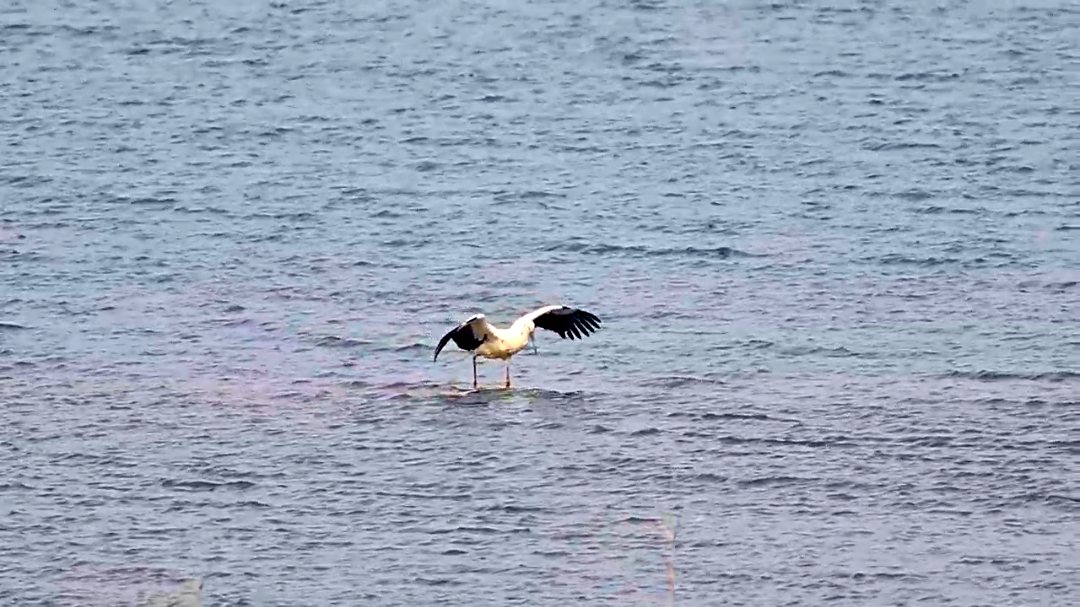 生態(tài)房山又添貴客！50余只“鳥(niǎo)中大熊貓”東方白鸛驚艷亮相永定河