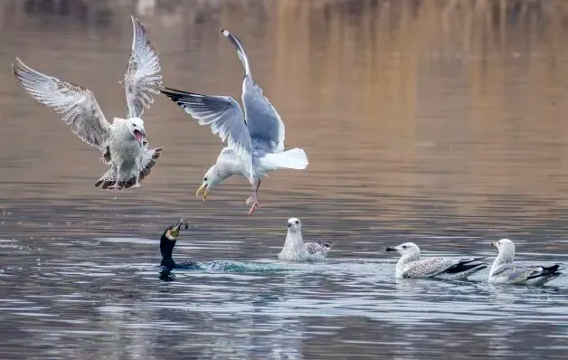 通州現(xiàn)有近400種鳥！這些“稀客”您不一定見過——