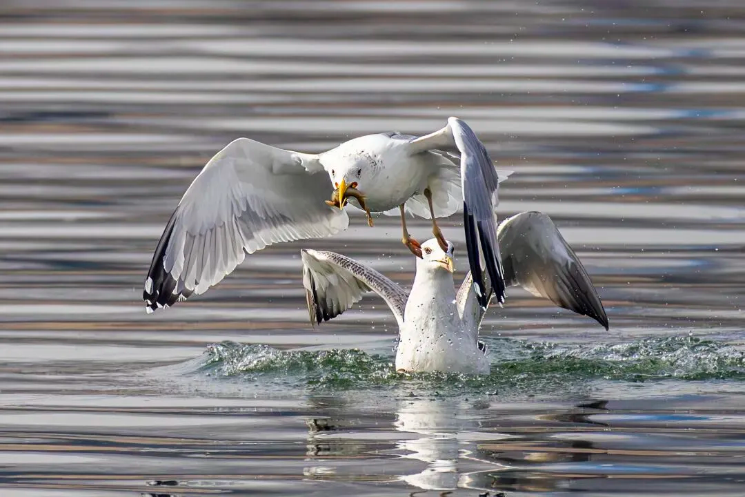 通州現(xiàn)有近400種鳥！這些“稀客”您不一定見過——