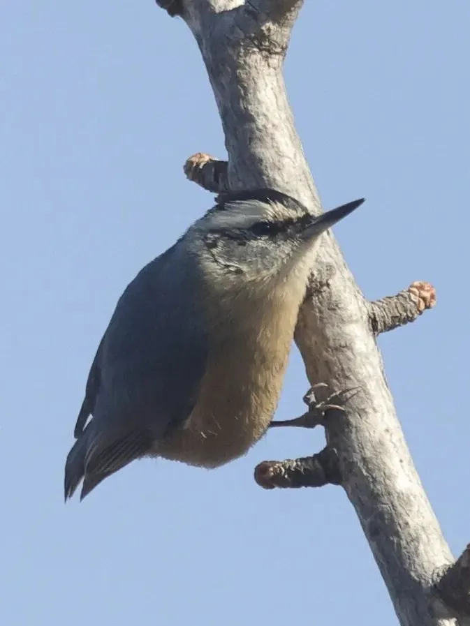 通州現(xiàn)有近400種鳥！這些“稀客”您不一定見過——