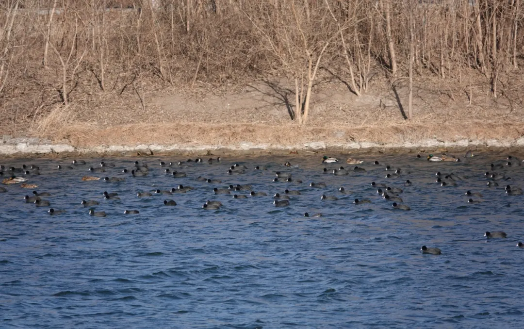 通州現(xiàn)有近400種鳥！這些“稀客”您不一定見過——