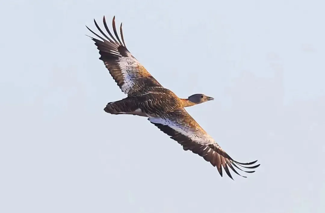 通州現(xiàn)有近400種鳥！這些“稀客”您不一定見過——