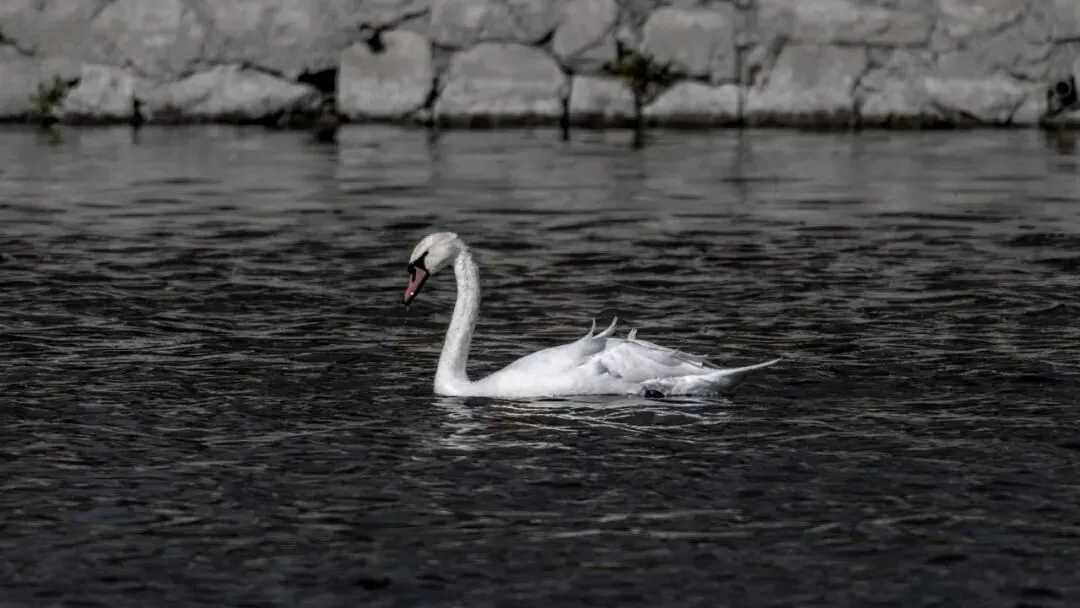 通州現(xiàn)有近400種鳥！這些“稀客”您不一定見過——