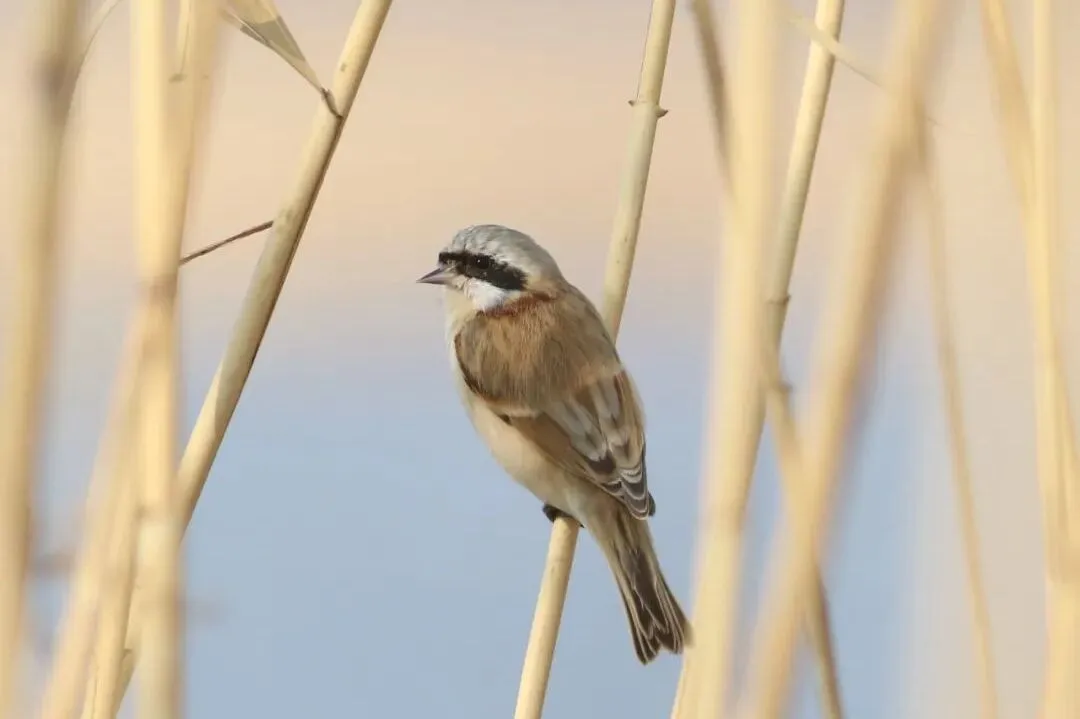 通州現(xiàn)有近400種鳥！這些“稀客”您不一定見過——