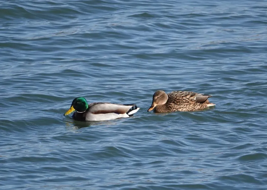 通州現(xiàn)有近400種鳥！這些“稀客”您不一定見過——