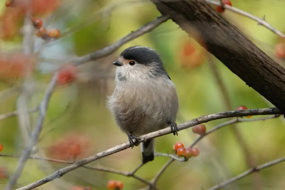 通州現(xiàn)有近400種鳥！這些“稀客”您不一定見過——