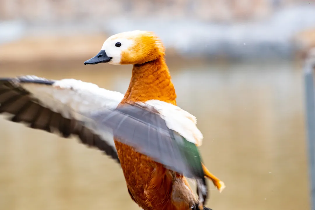 綠堤郊野公園（永定河?xùn)|岸）