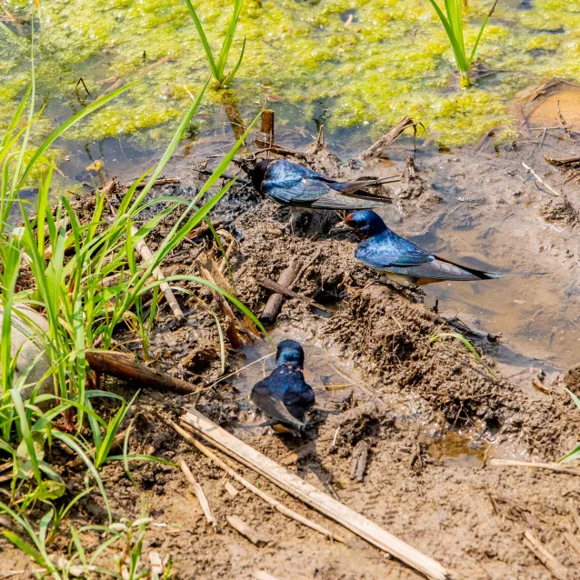 綠堤郊野公園（永定河?xùn)|岸）