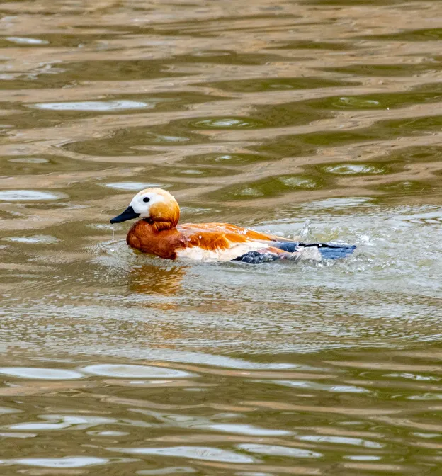 綠堤郊野公園（永定河?xùn)|岸）