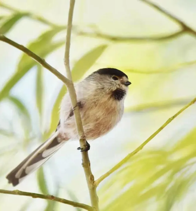 南苑森林濕地公園