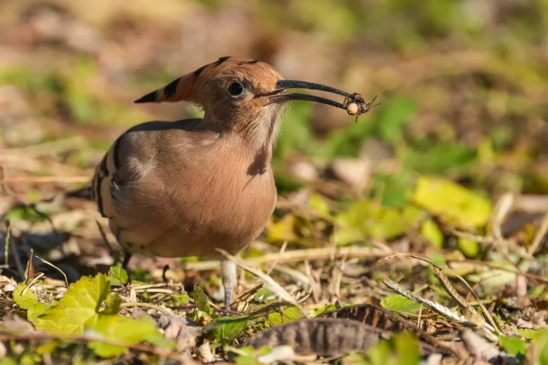 冬日豐臺(tái)觀鳥 超全攻略來了——