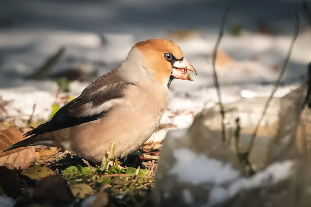 冬日豐臺(tái)觀鳥 超全攻略來了——