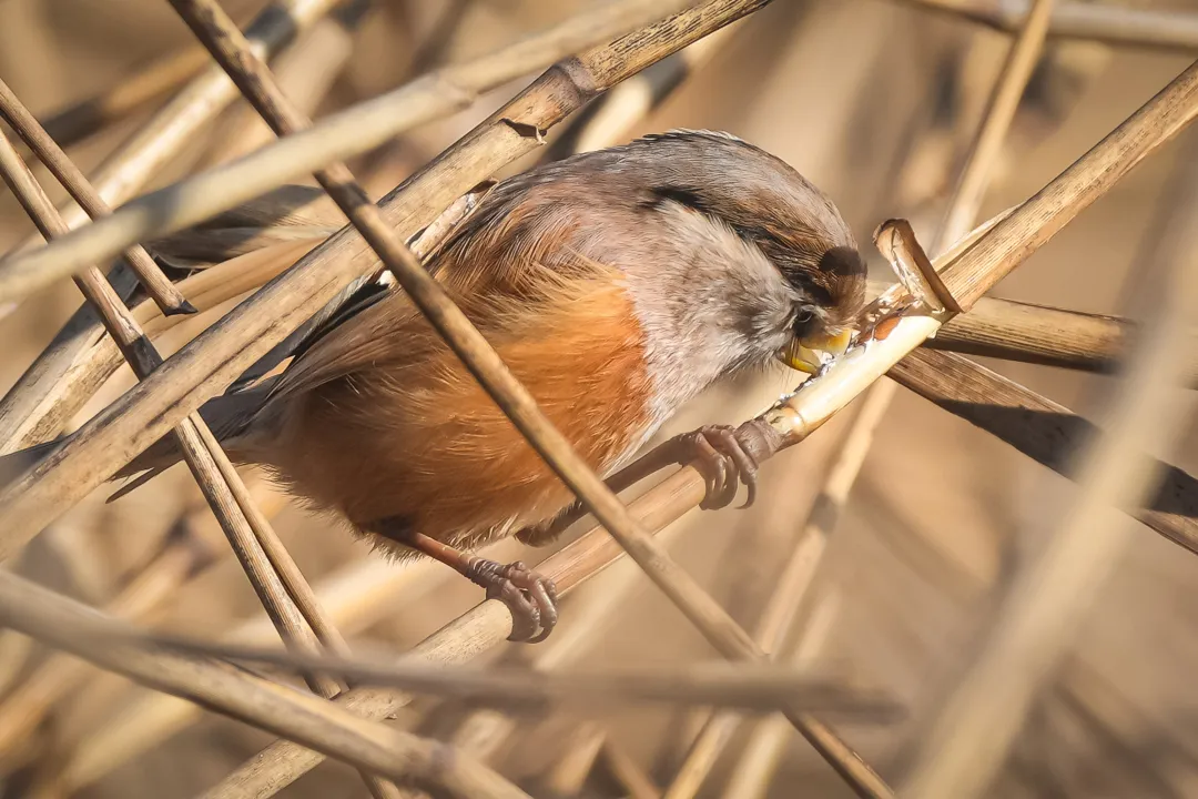 冬日豐臺(tái)觀鳥 超全攻略來了——