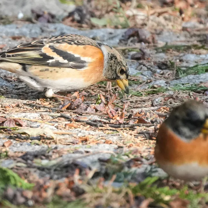 冬日豐臺(tái)觀鳥 超全攻略來了——
