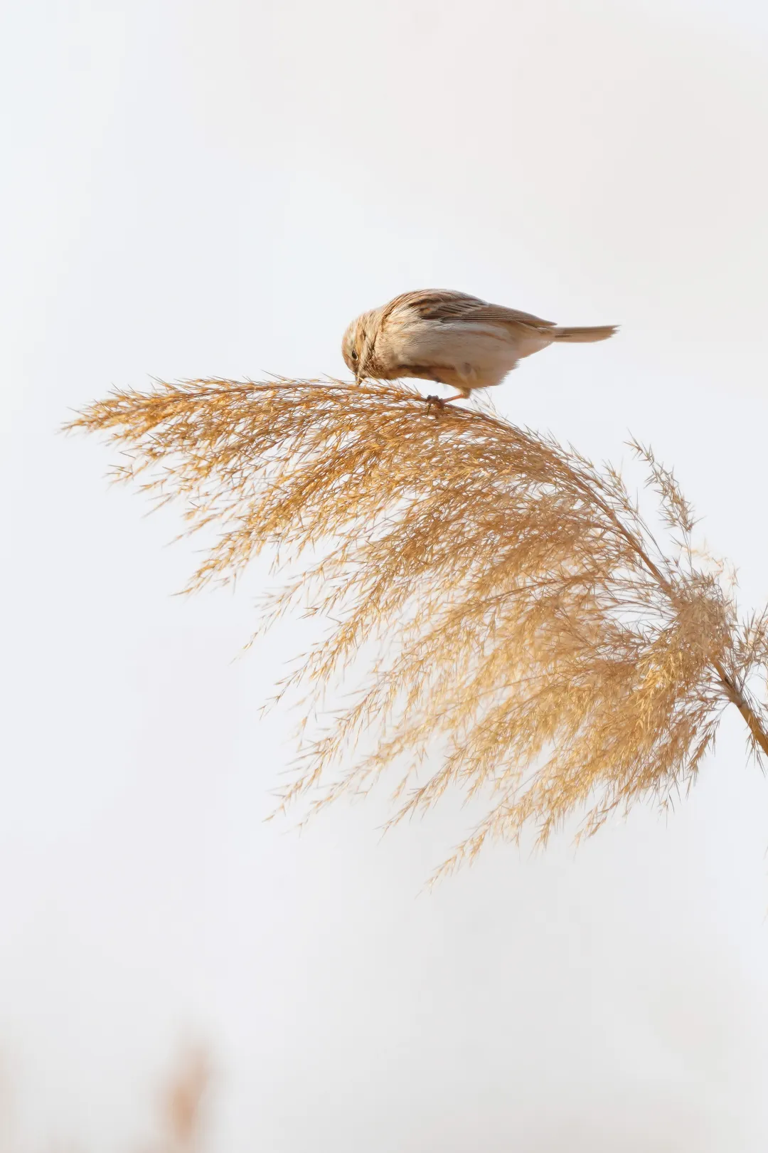 冬日豐臺(tái)觀鳥 超全攻略來了——