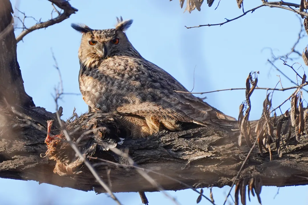 冬日豐臺(tái)觀鳥 超全攻略來了——