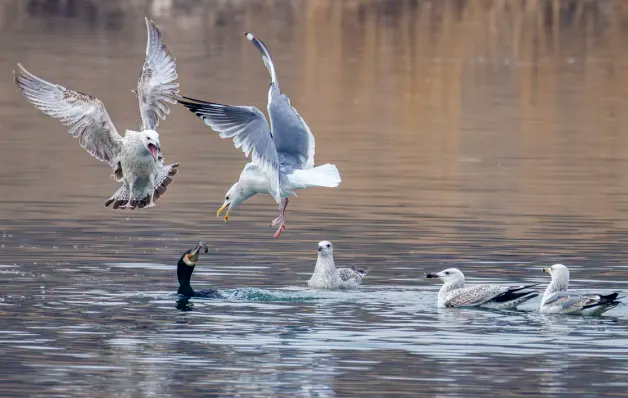 副中心有我丨觀鳥不止于 “看” 這群人用行動守護(hù)副中心生態(tài)綠“名片”