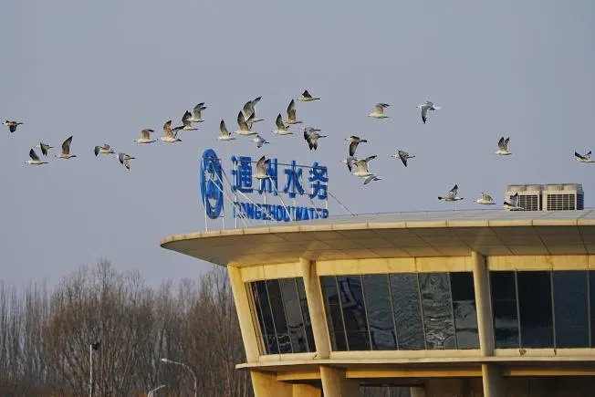 千只西伯利亞銀鷗集群現(xiàn)身北京城市副中心 繪就生態(tài)和諧美景