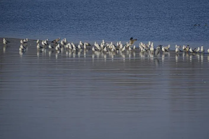 千只西伯利亞銀鷗集群現(xiàn)身北京城市副中心 繪就生態(tài)和諧美景