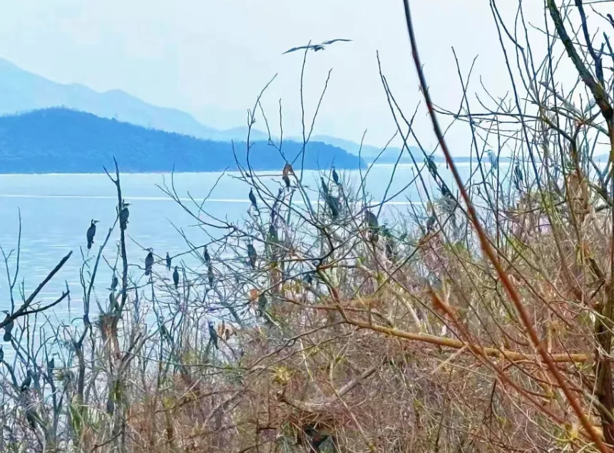 密云鳥島首批“老熟人”報到！