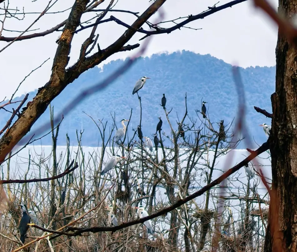 密云鳥島首批“老熟人”報到！